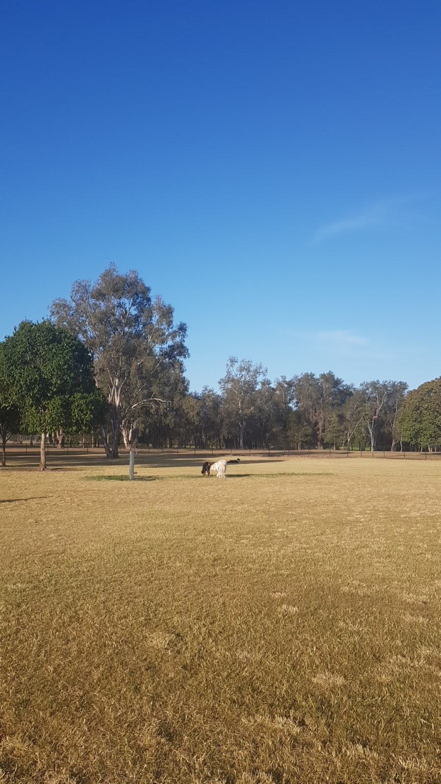 Carindale off lead dog park | park | 145 Meadowlands Rd, Carindale QLD 4152, Australia