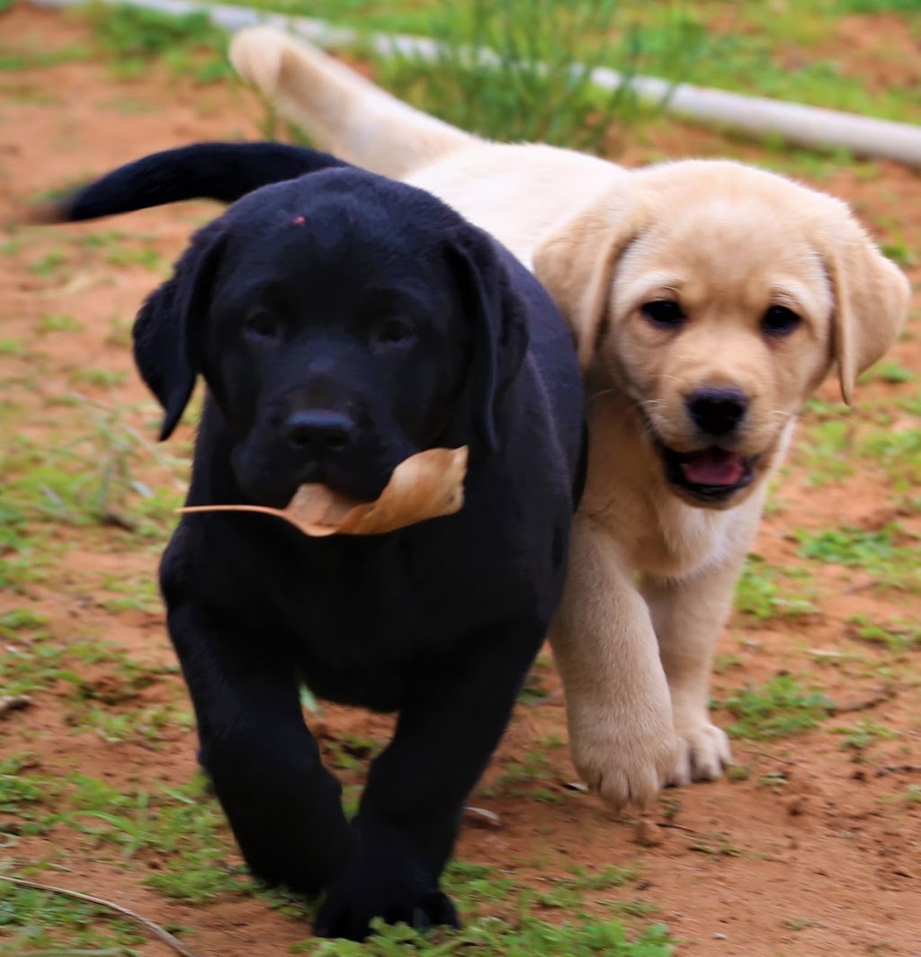 Jollab Labradors | 17736 Princes Hwy, Taratap SA 5264, Australia | Phone: 0422 138 074