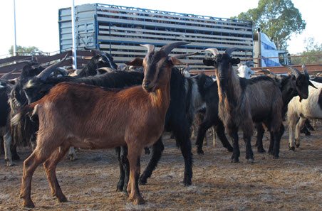 Rangeland Goat Mustering | Barongarook, Luna Rd, Terrica QLD 4387, Australia | Phone: 0429 955 264