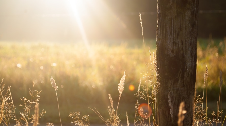 Caladenia Counselling | health | 90 South St, Murdoch WA 6150, Australia | 0893607848 OR +61 8 9360 7848