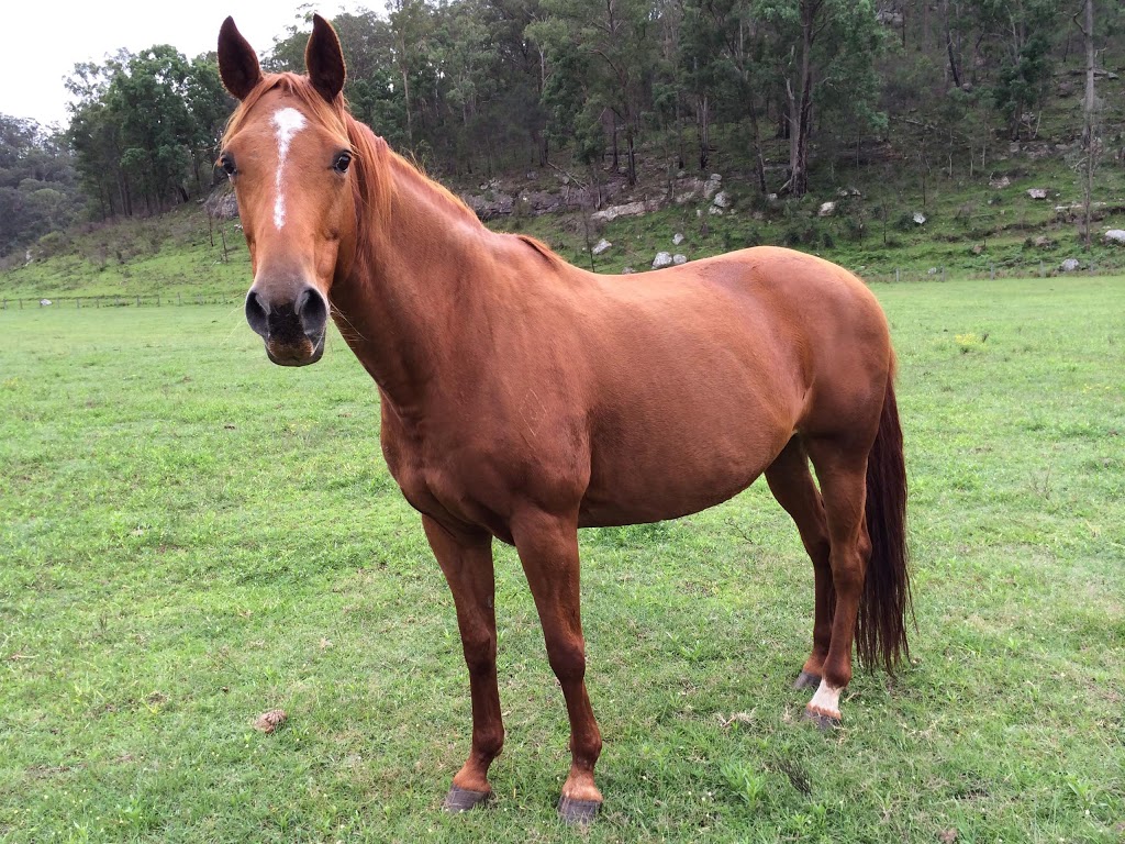 Chapman Valley Horse Riding | 7054 Putty Rd, Howes Valley NSW 2330, Australia | Phone: (02) 6579 4593