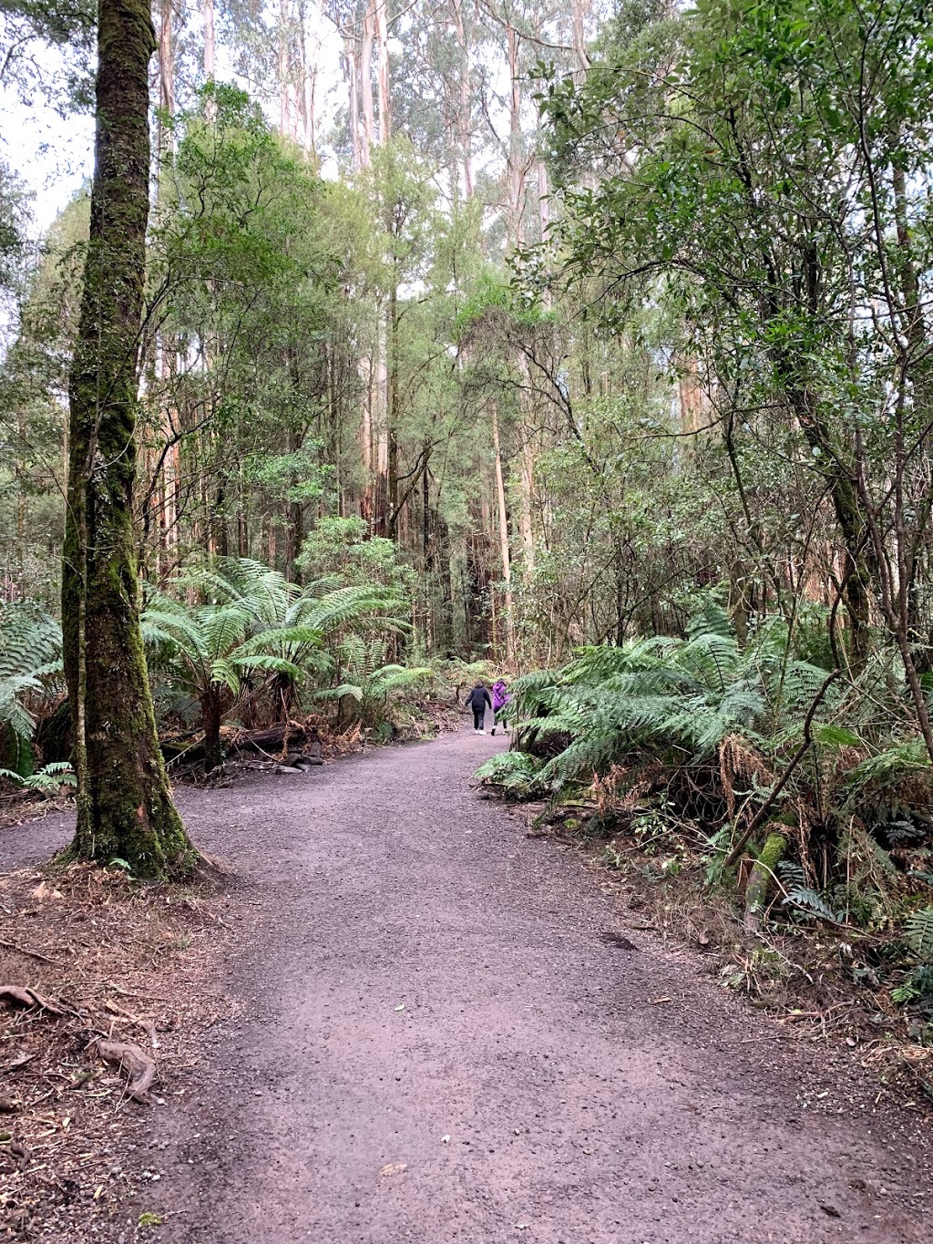 Otway Fly Treetop Adventures | 360 Phillips Track Beech Forest, Weeaproinah VIC 3237, Australia | Phone: (03) 5235 9200