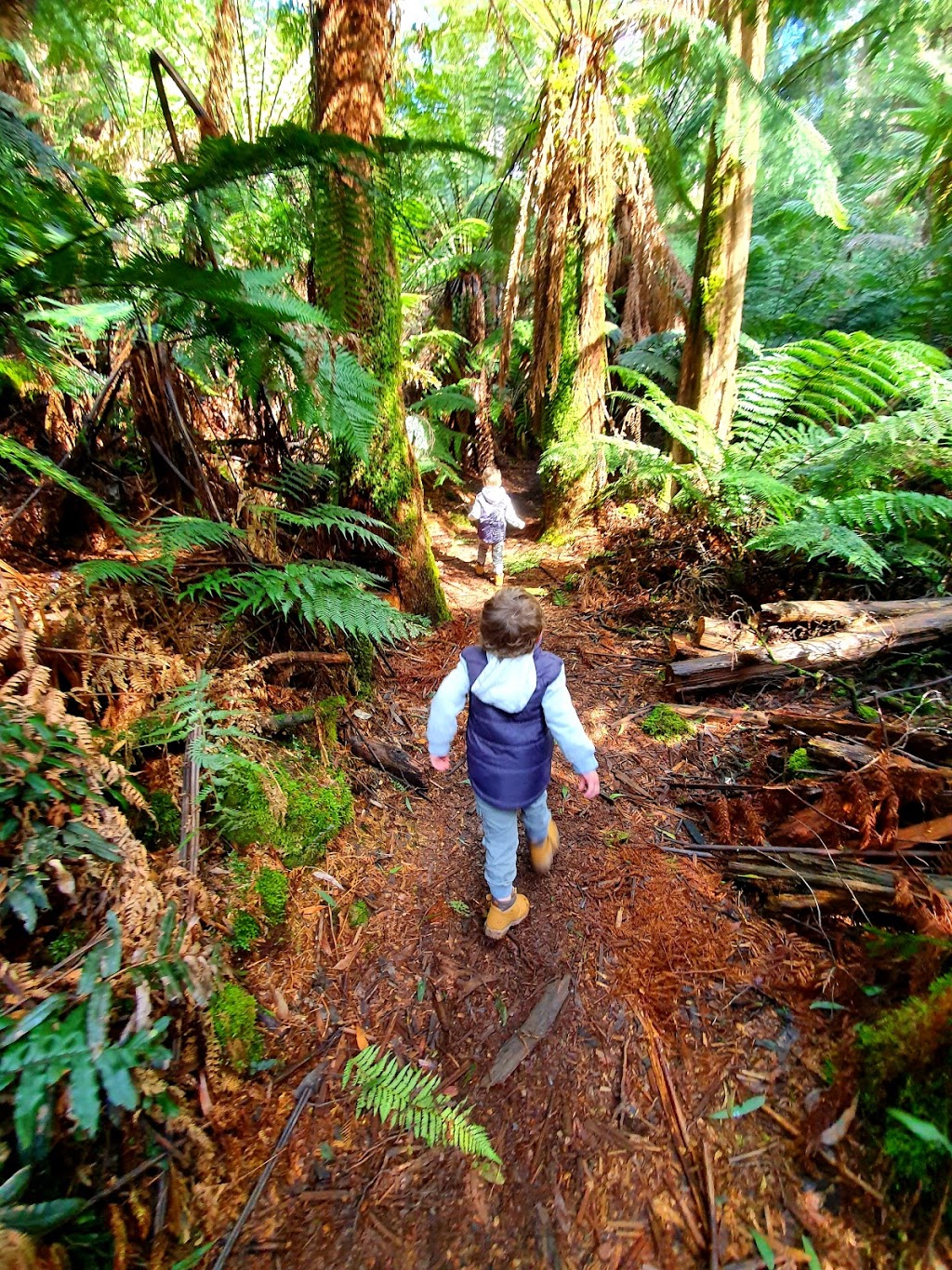 Ferndene State Reserve | 611 Ironcliffe Rd, Penguin TAS 7316, Australia