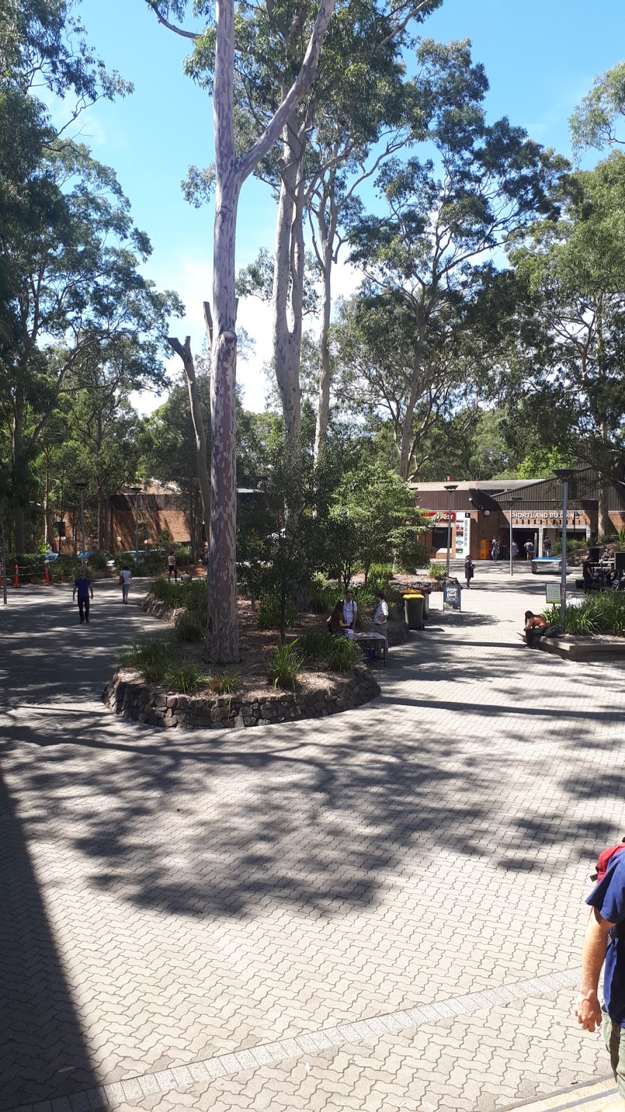 Auchmuty Courtyard | park | Callaghan NSW 2308, Australia