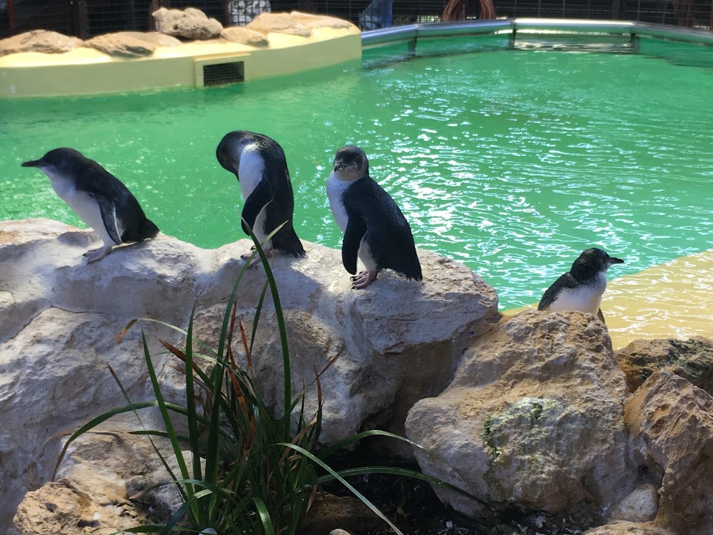 Penguin & Seal Island Cruises | tourist attraction | 153 Arcadia Dr, Rockingham WA 6169, Australia | 0895911333 OR +61 8 9591 1333