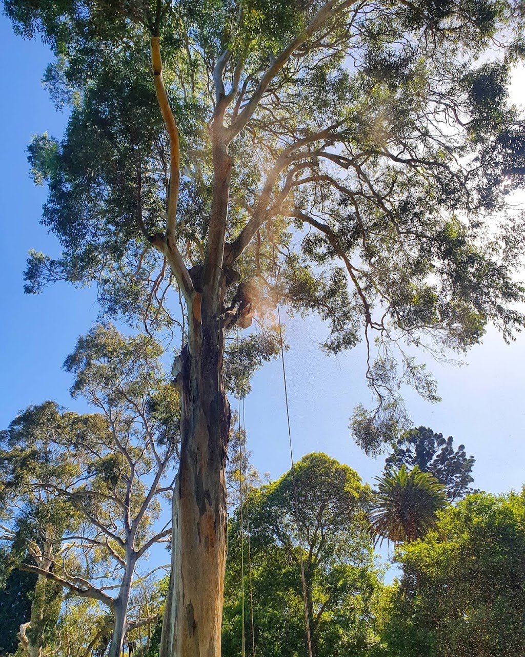 Precise Tree Services pty Ltd. | Kew, Kew East VIC 3102, Australia | Phone: 0499 440 084