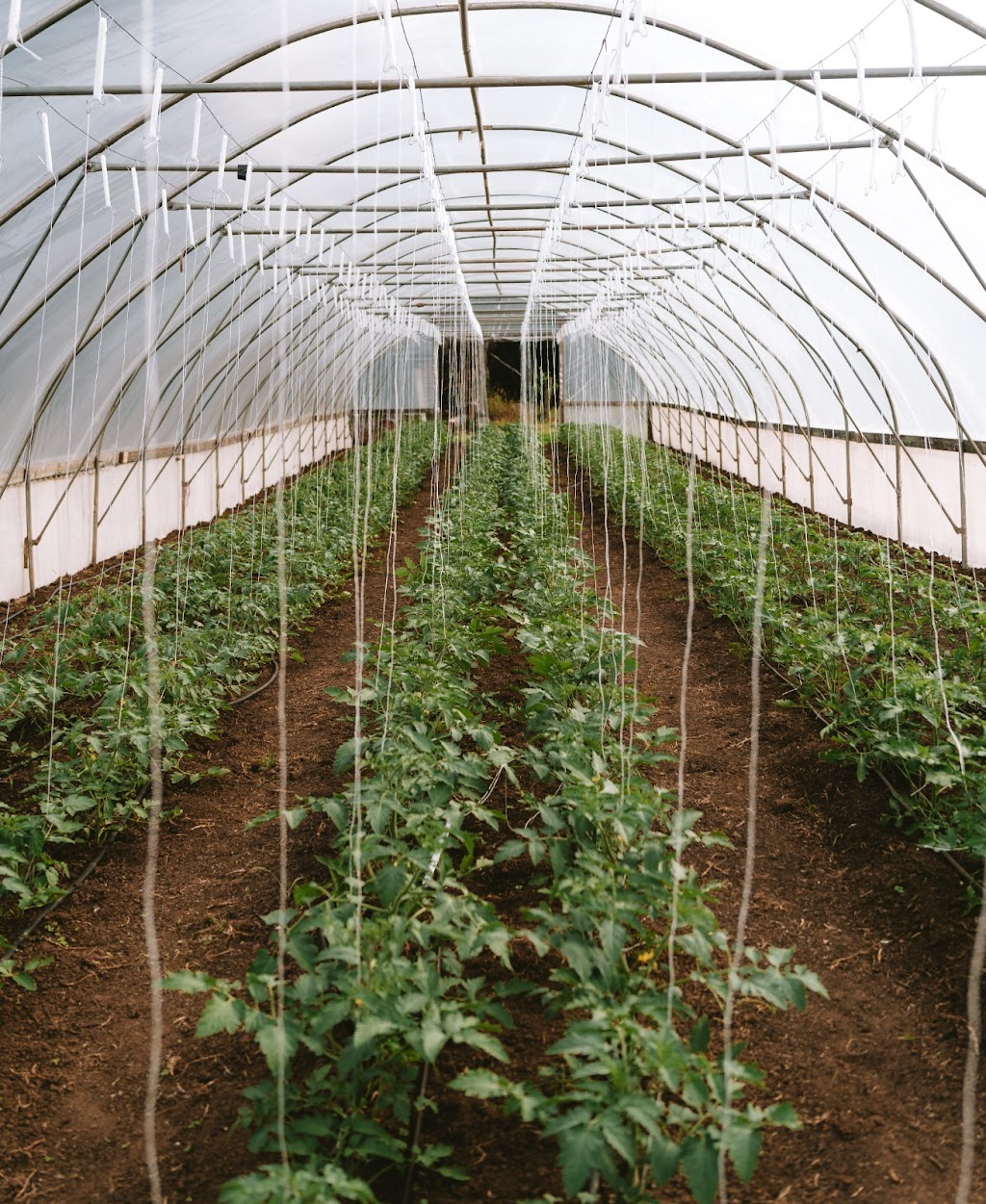 Five Tales Farm | 3525 Yarra Junction-Noojee Rd, Piedmont VIC 3833, Australia | Phone: 0466 979 331 Five Tales Farm | 3525 Yarra Junction-Noojee Rd, Piedmont VIC 3833, Australia | Phone: 0466 979 331