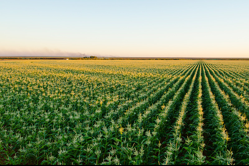 Trandos Farms | 141a Pederick Rd, Neerabup WA 6031, Australia | Phone: (08) 9405 4162