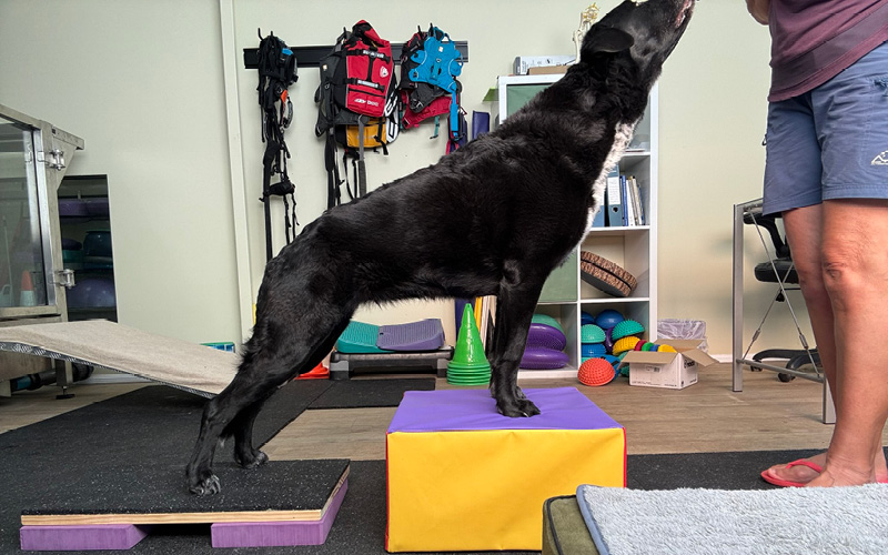 Paws 4 Recovery | 14 Cargellico St, Maudsland QLD 4210, Australia | Phone: 0459 248 678