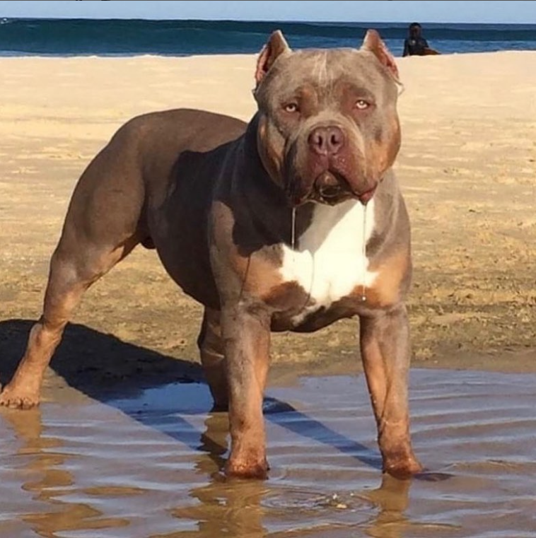 Royal Bully Family | zoo | Bar Beach Ave, Merewether NSW 2291, Australia | 0419552416 OR +61 419 552 416