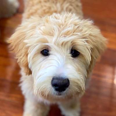 Scawoo Australian Cobberdogs | 6 Wren Ct, Regency Downs QLD 4341, Australia | Phone: 0490 785 514