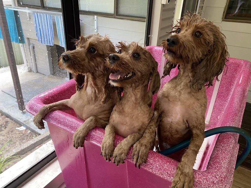 Camden Haven Dog Grooming | 23 Caringal Dr, Middle Brother NSW 2443, Australia | Phone: 0455 133 501