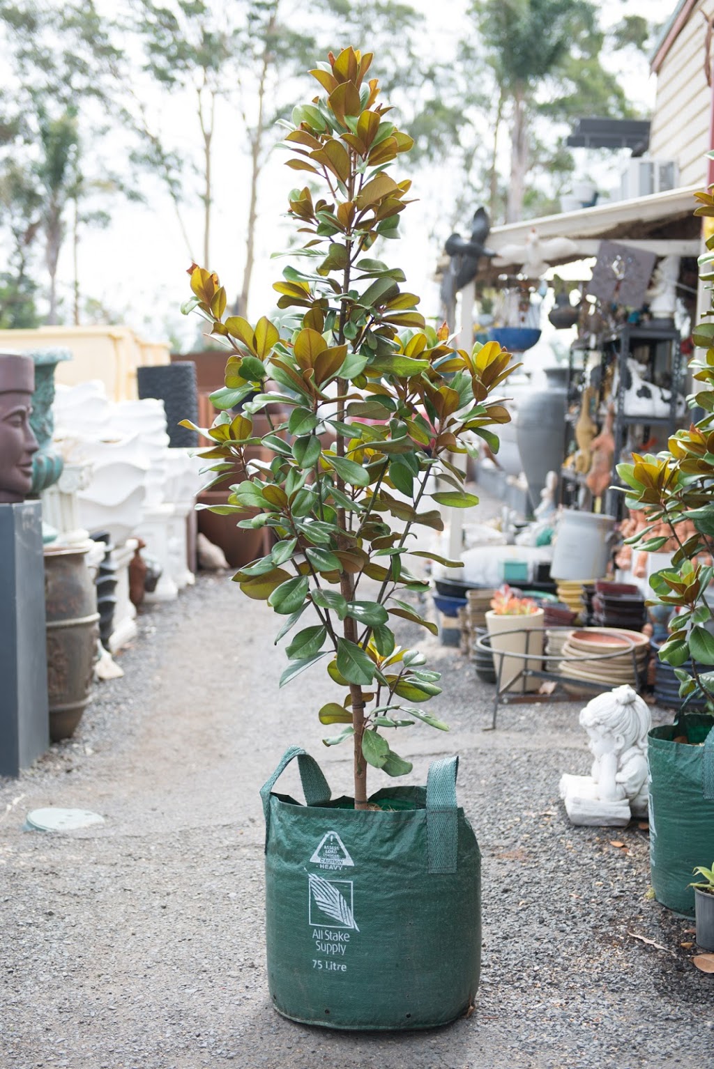 Dural Plant Market |  | 658 Old Northern Rd, Dural NSW 2158, Australia | 0414810239 OR +61 414 810 239