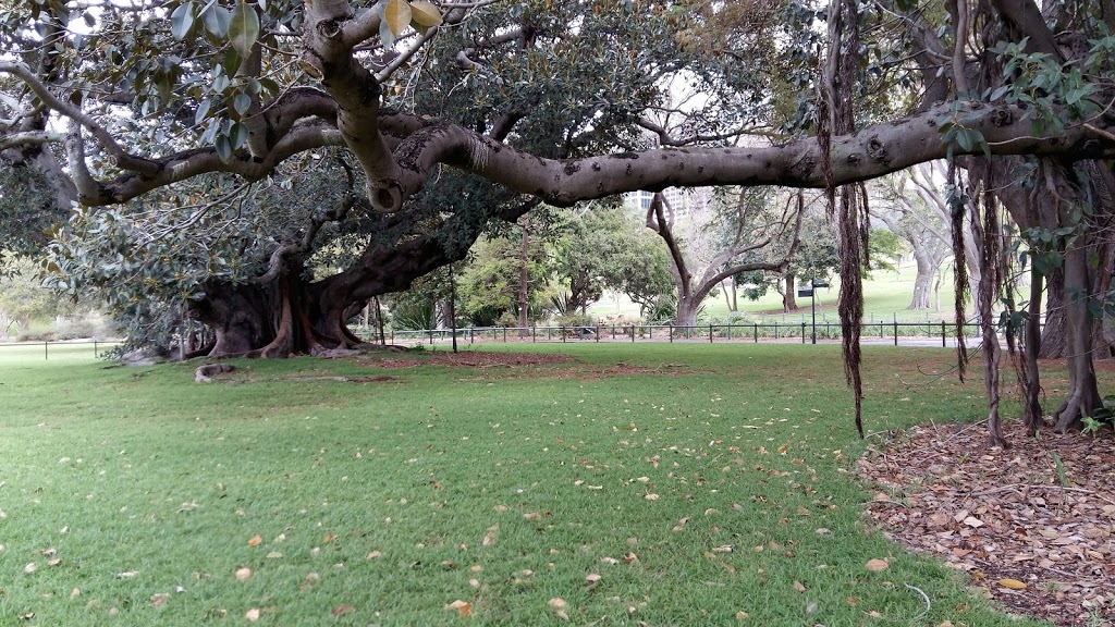 Fig Tree Lawn - Royal Botanic Garden | park | Royal Botanic Gardens, Sydney NSW 2000, Australia