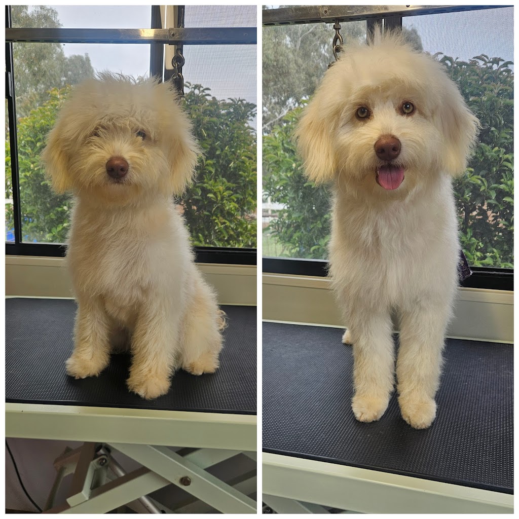 Inglewood Dog Grooming | 79 Verdon St, Inglewood VIC 3517, Australia | Phone: 0466 605 705