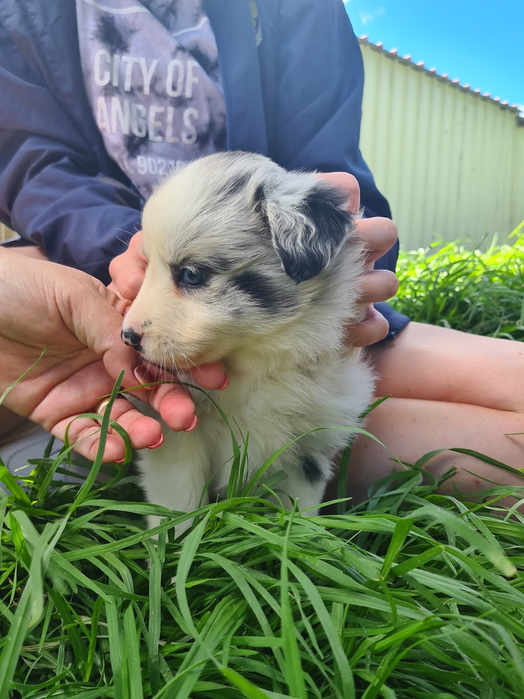 Glanmire Boarding Kennels | 148 Glanmire Ln, Glanmire NSW 2795, Australia | Phone: (02) 6337 3436