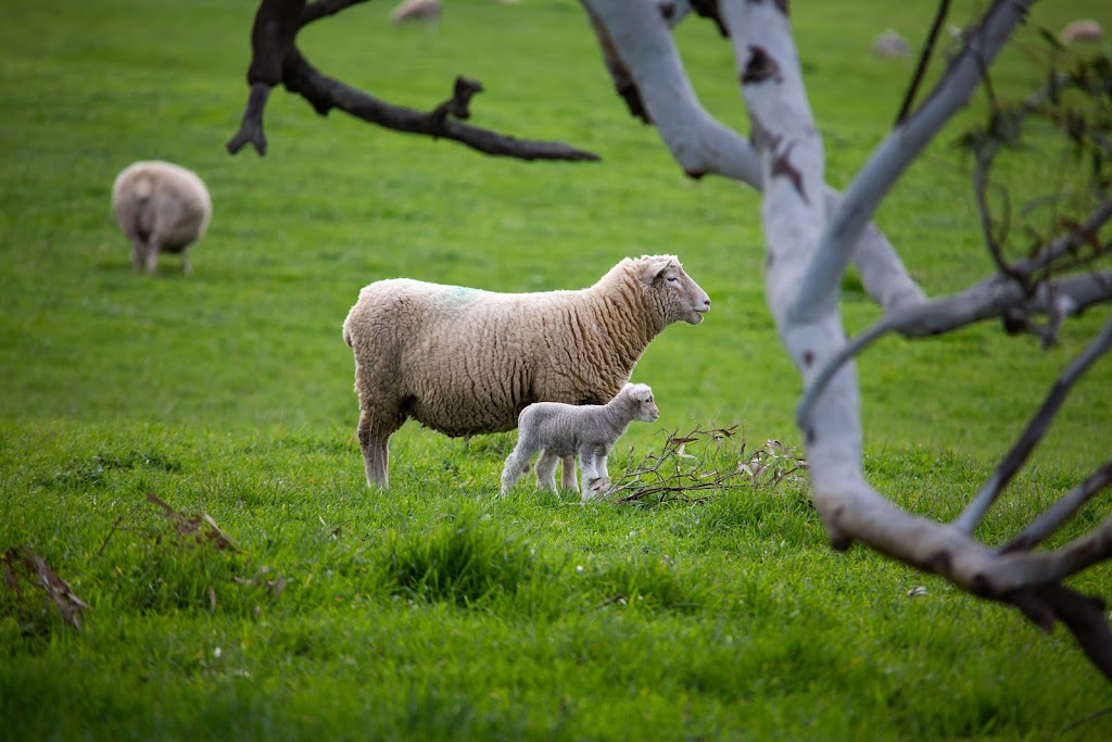 Precision Lambing | food | 160 Armidale Rd, Coojar VIC 3315, Australia | 0427797242 OR +61 427 797 242