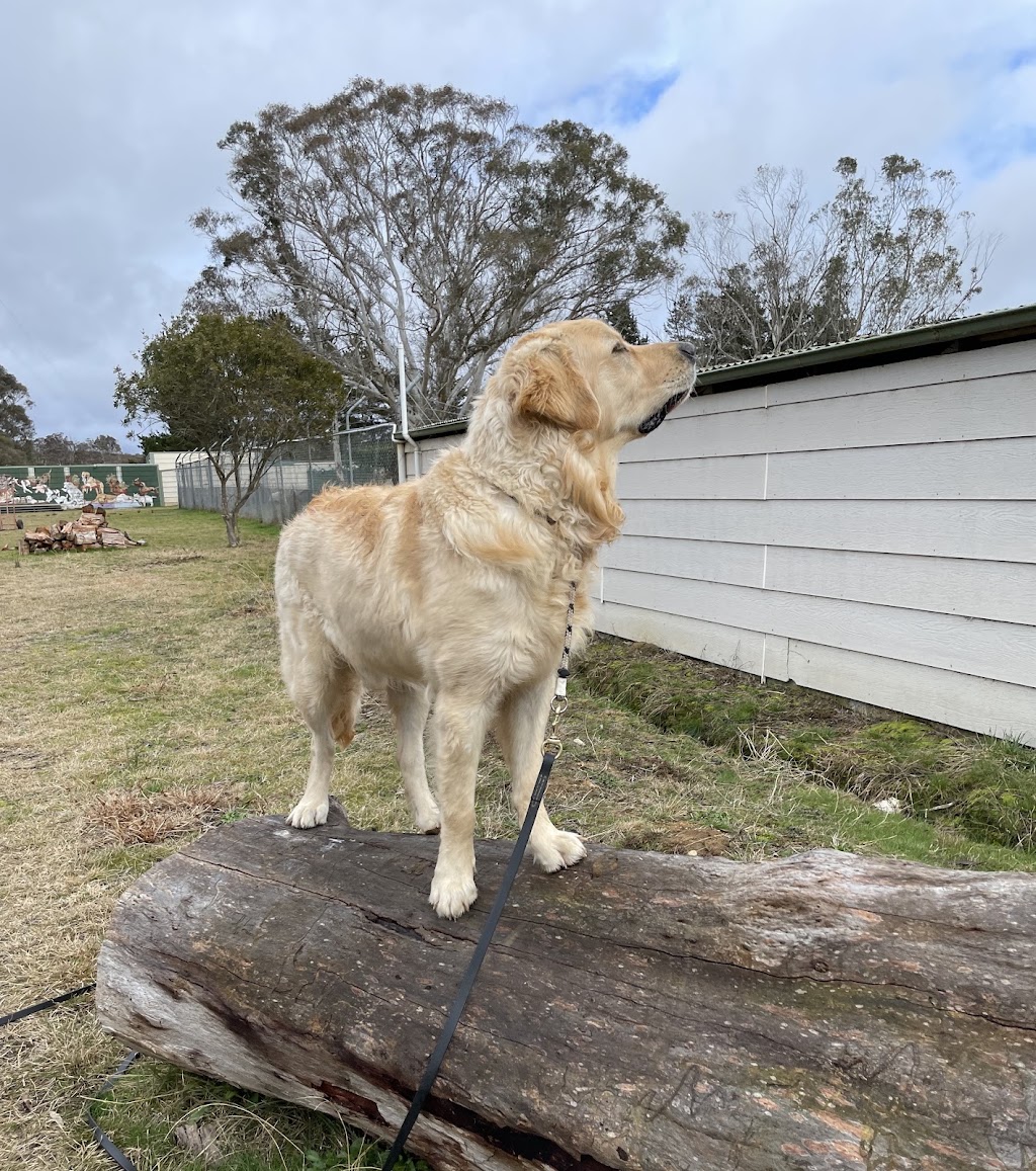 BoneGiorno | Canine Enrichment | 487 The Boulevarde, Kirrawee NSW 2232, Australia | Phone: 0405 963 043