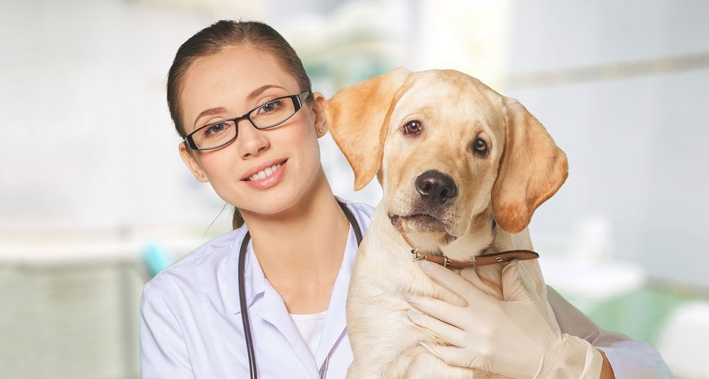 Reiki Animal Healing - Gold Coast, Brisbane | Animal Spiritual,  | veterinary care | 74 The Domain, Nerang QLD 4211, Australia | 0414314443 OR +61 414 314 443