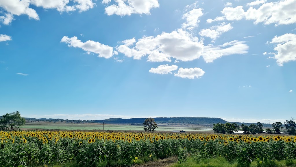 Warraba Sunflowers | 439 Mcnallys Rd, Cambooya QLD 4358, Australia | Phone: 0475 389 305
