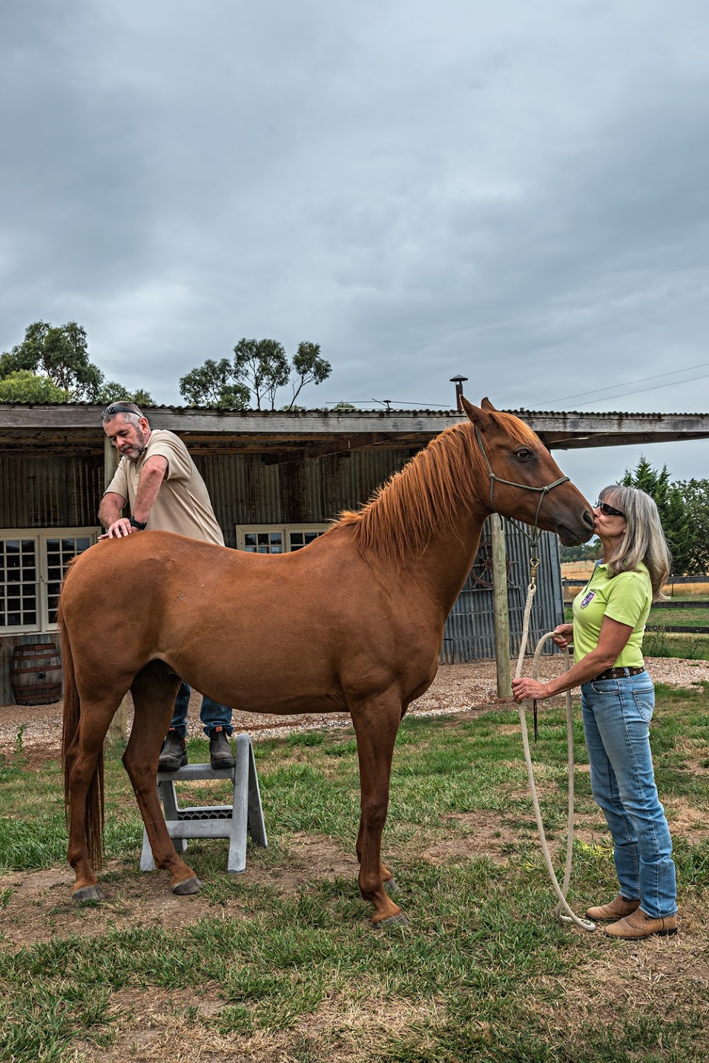 Ranges Animal Biomechanical Medicine | 66 Wisemans Ln, Newham VIC 3442, Australia | Phone: 0459 055 245