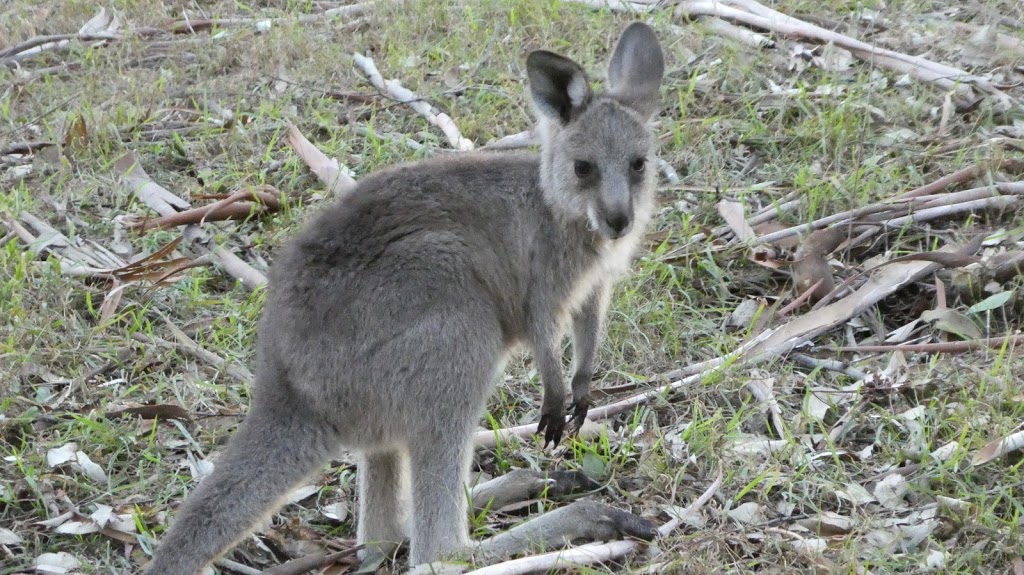 Euroka campground | Fern Glen Walking Track, Blue Mountains National Park NSW 2787, Australia | Phone: 1300 072 757