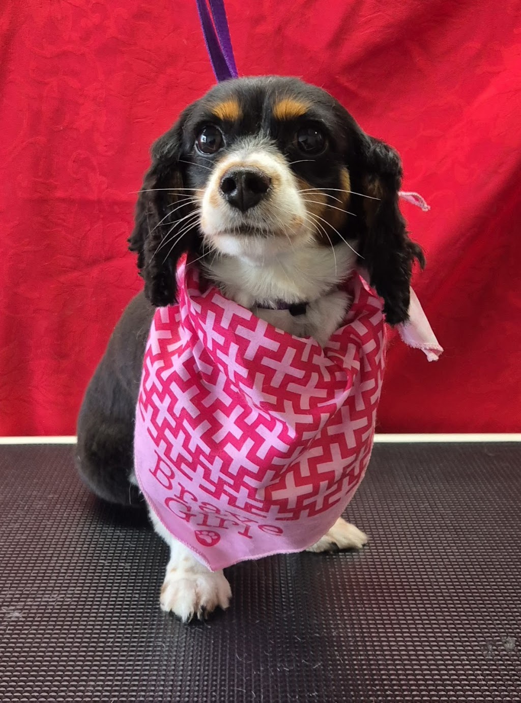 Emmas Puppy Parlour | 48A Stewards Dr, Stream Hill NSW 2526, Australia | Phone: 0414 249 707