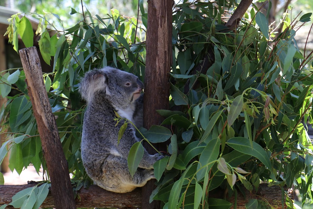 Kuranda Rainforest Accommodation Park | 88 Kuranda Heights Rd, Kuranda QLD 4881, Australia | Phone: (07) 4093 7316