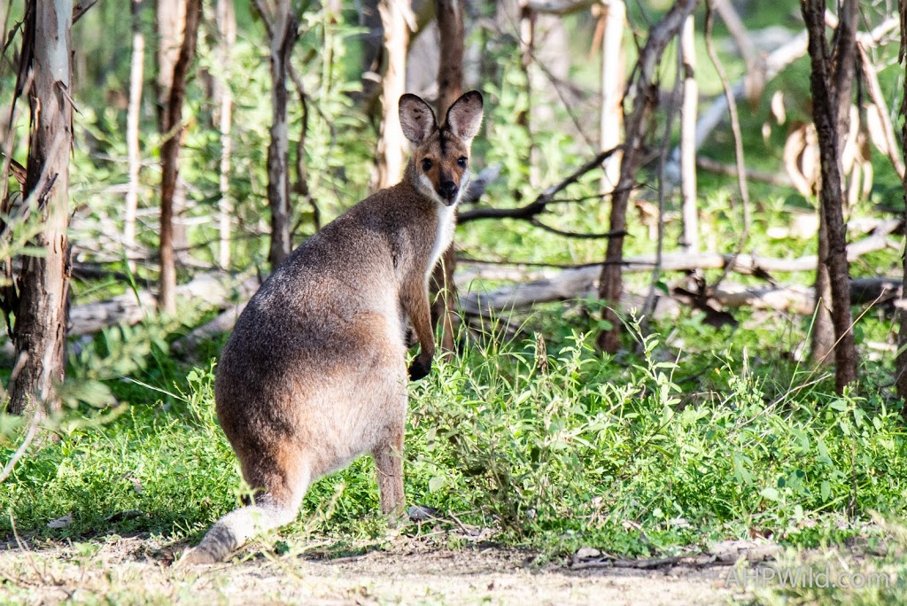 Lake Murphy Conservation Park | Broadmere QLD 4420, Australia