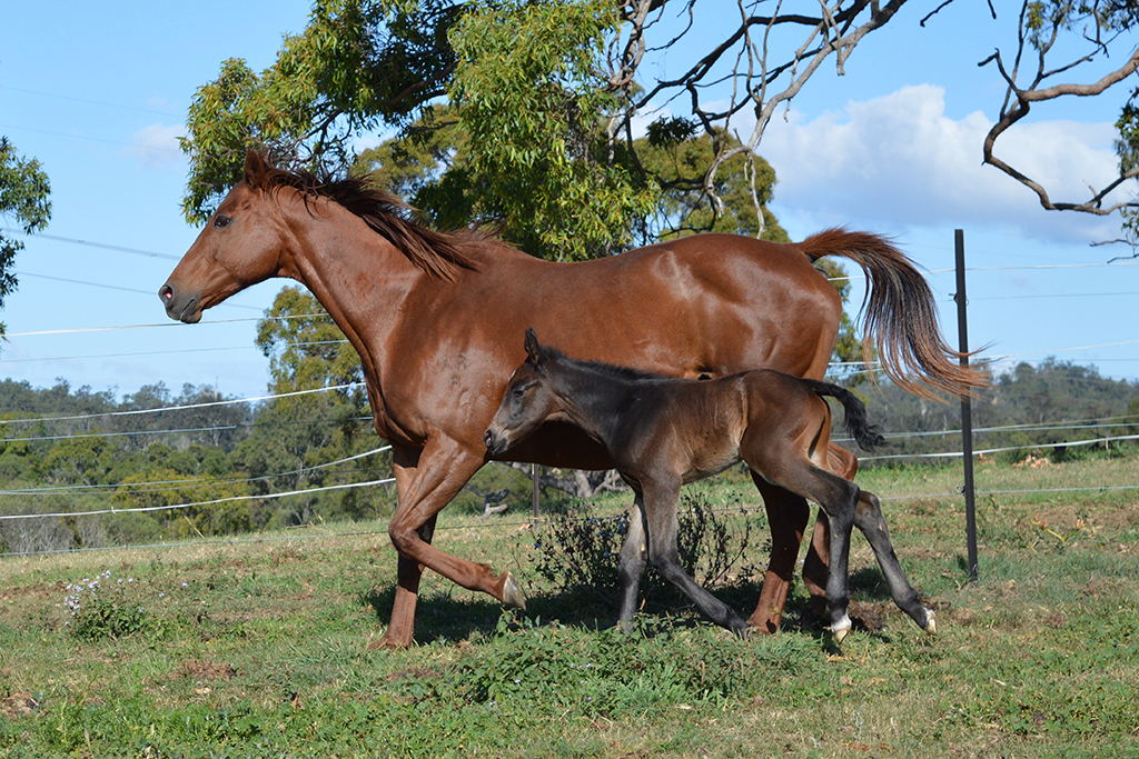 KD Performance Equines |  | 344 Coleyville Rd, Coleyville QLD 4307, Australia | 0405064944 OR +61 405 064 944