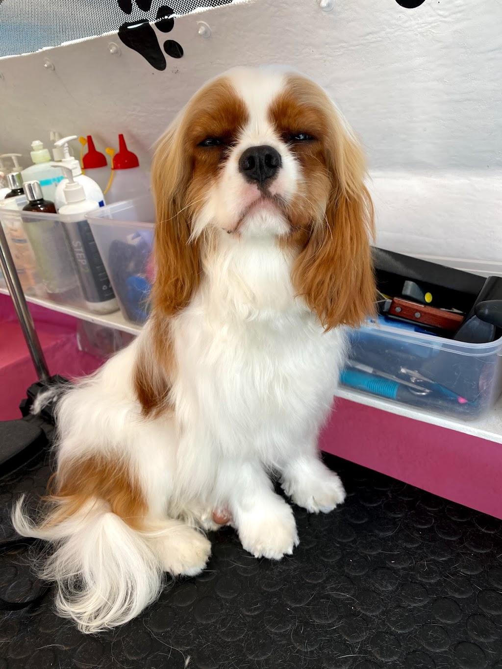 Fluffy Butts Dog Grooming |  | 1 Hume St, Ringwood East VIC 3135, Australia | 0459158186 OR +61 459 158 186