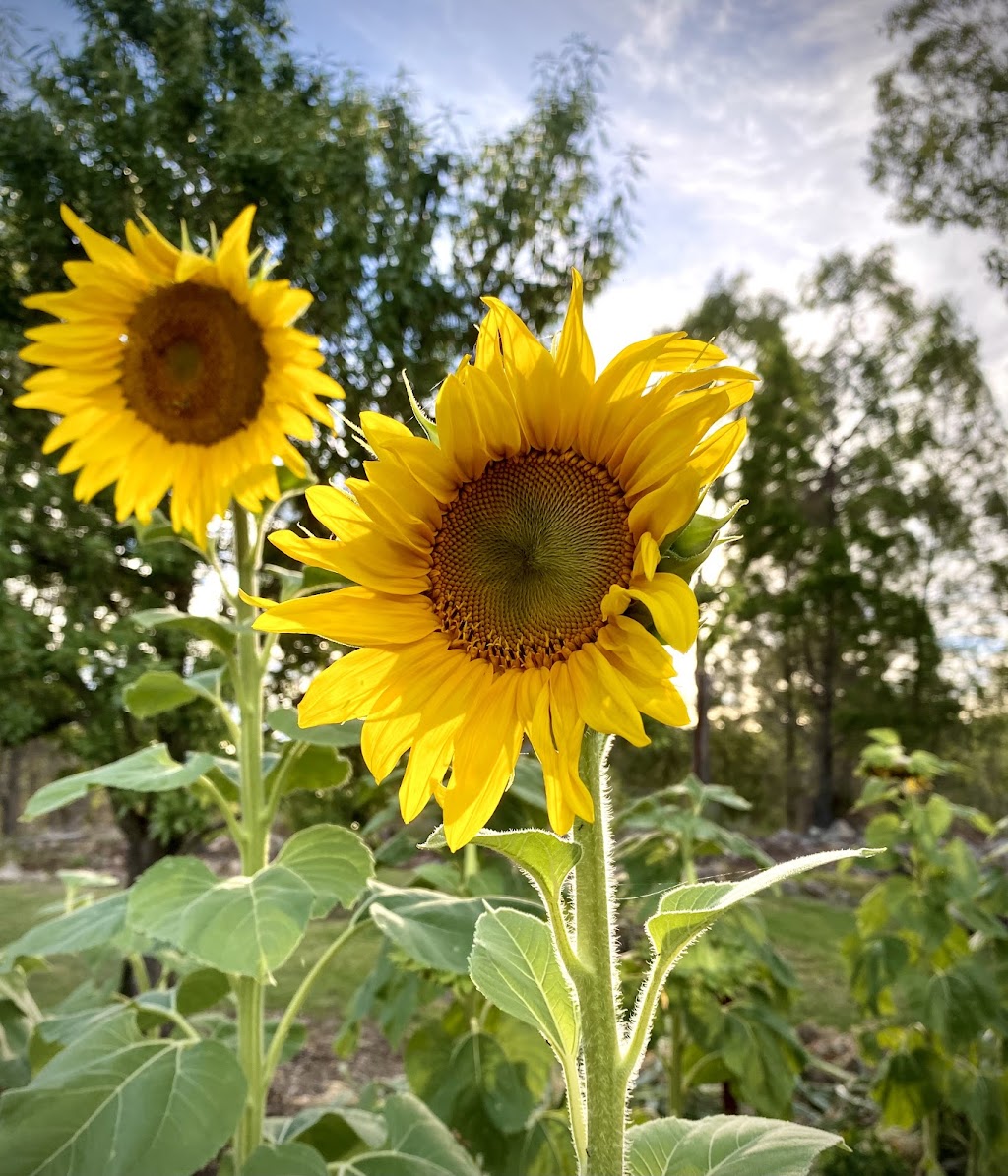 Ballandean Blooms | 123 Sundown Rd, Ballandean QLD 4382, Australia | Phone: 0412 130 402