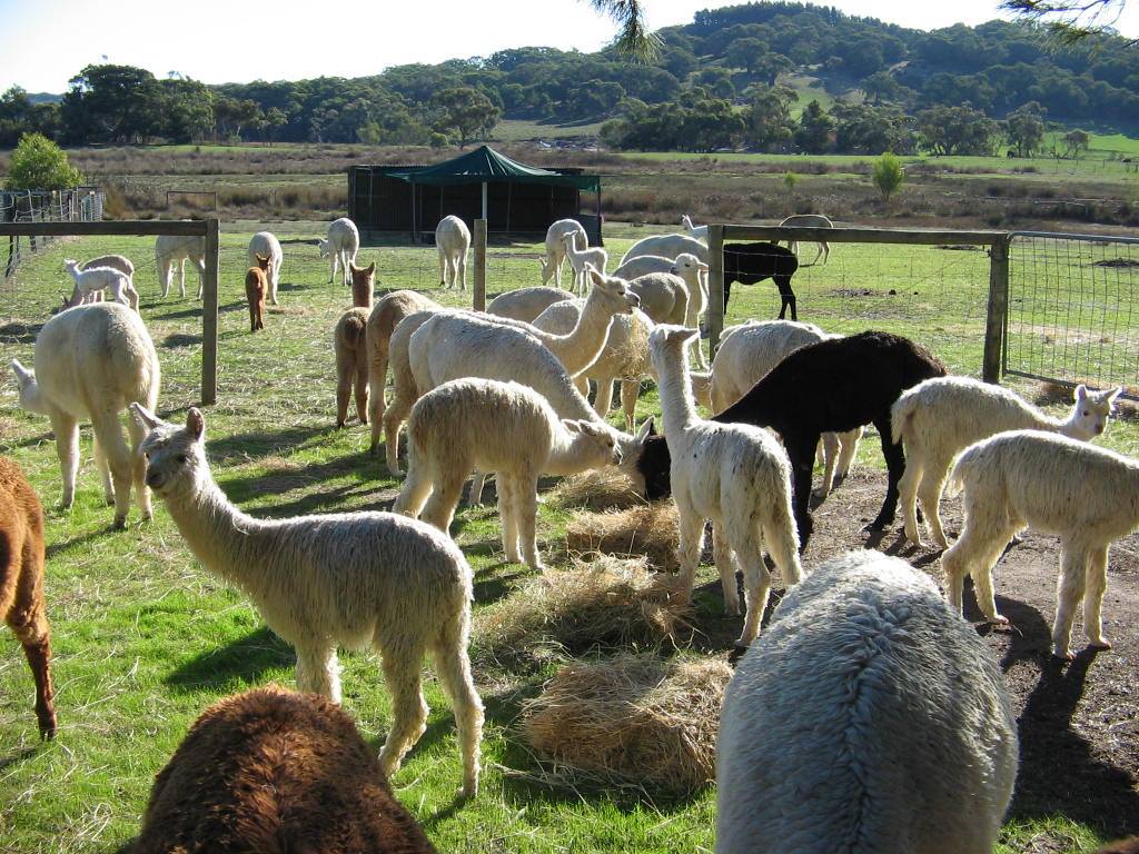 Mundawora Alpacas | 29 Yundi Rd, Yundi SA 5172, Australia | Phone: 0412 254 764