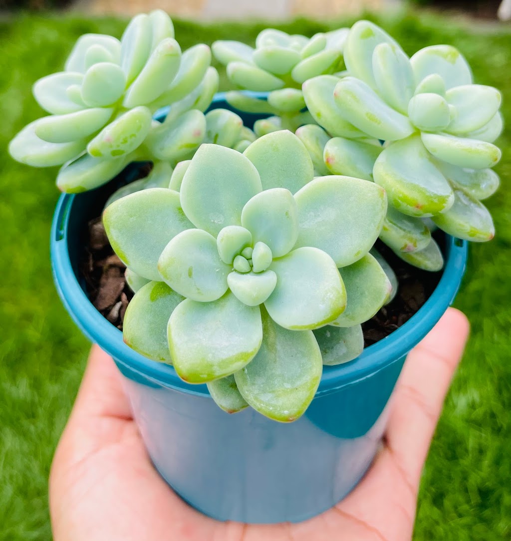 The Succulent Emporium Australia | 41 Lieutenant St, Jordan Springs NSW 2747, Australia | Phone: 0410 886 031