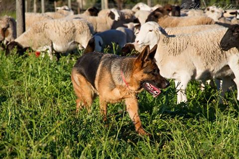 Barknbaa Herding | 146 Piggery Rd, Mannum SA 5238, Australia | Phone: 0409 081 007
