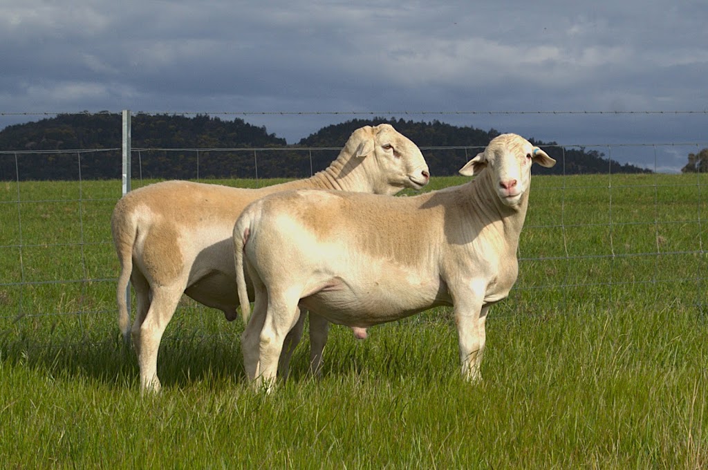 The SheepMaster Parent Stud | 837 Goodacre Dr, Woodstock NSW 2793, Australia | Phone: 0472 646 426