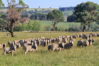 The Huts Farm Accommodation | 504 Terrible Vale Rd, Kentucky NSW 2354, Australia | Phone: (02) 6778 7214