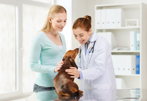 Rooty Hill Veterinary Surgery | 26 Rooty Hill Rd S, Rooty Hill NSW 2766, Australia | Phone: (02) 9625 0499