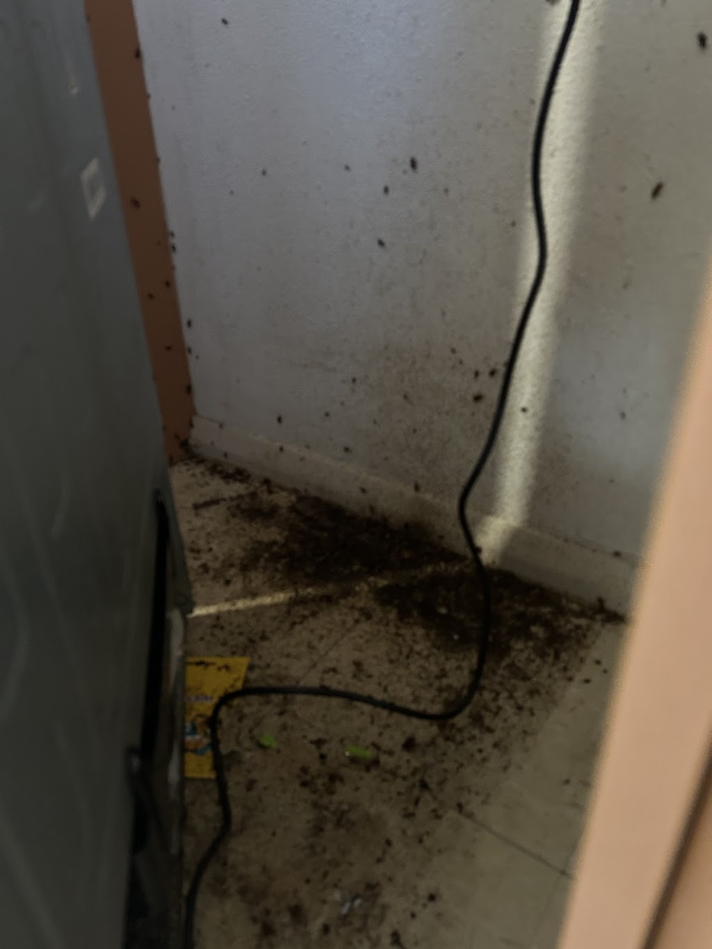 Julian Davidson Pest Management | 52 Pacific Dr, Swansea Heads NSW 2281, Australia | Phone: 0449 171 209