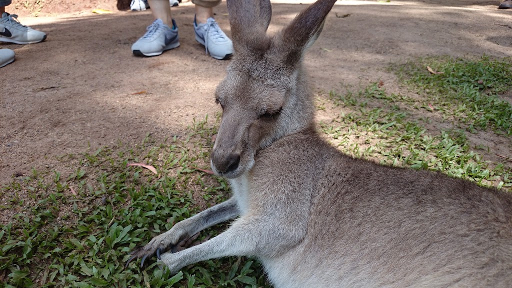 K9 River Retreat | 2 Armstrong Rd, Kuranda QLD 4881, Australia | Phone: 0437 504 519