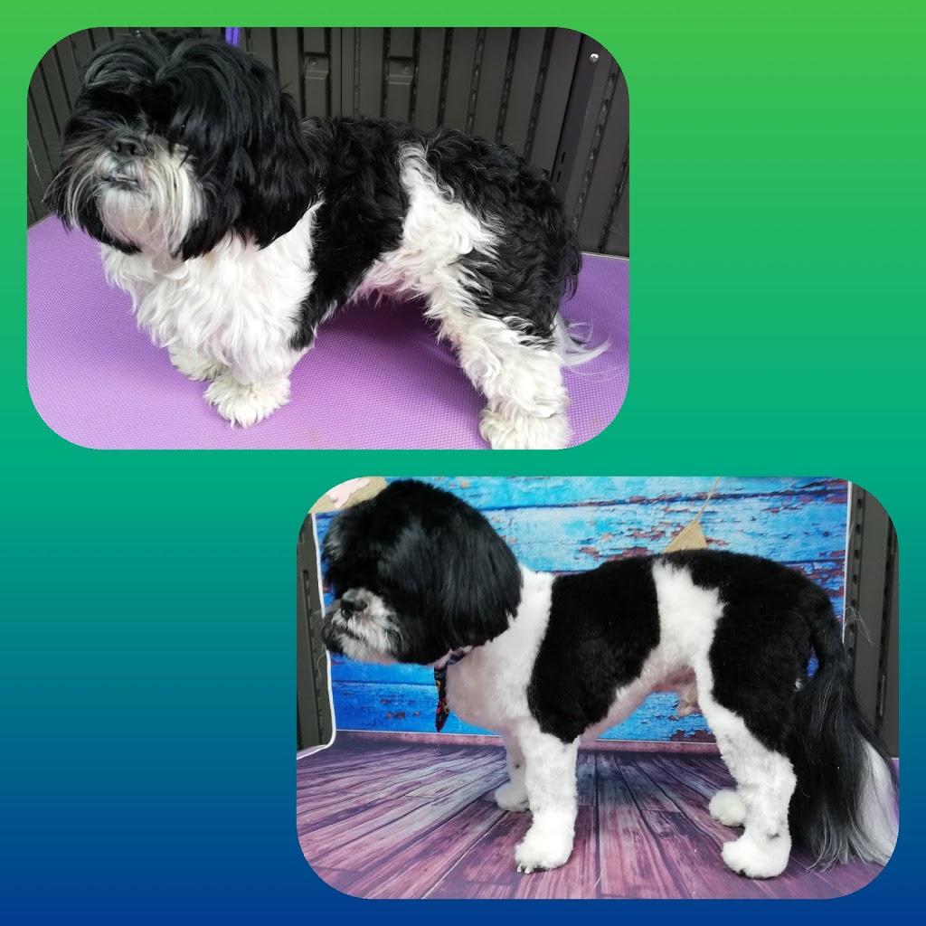 Lifetime Dog Grooming | 5 Terra Firma Cct, Clyde North VIC 3978, Australia | Phone: 0405 957 748