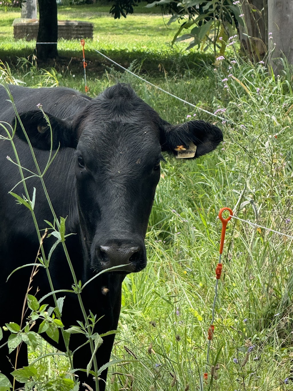 Coodellil Farm | 160 Logans Crossing Rd, Logans Crossing NSW 2439, Australia | Phone: 0432 240 073