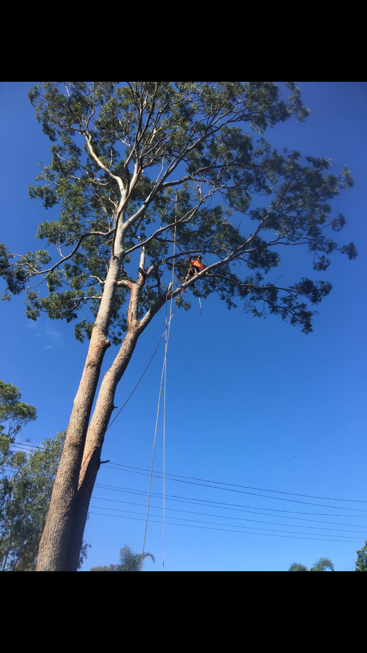 Precision Tree Specialist | 12 Boronia Outlook, Narangba QLD 4504, Australia | Phone: 0410 486 573