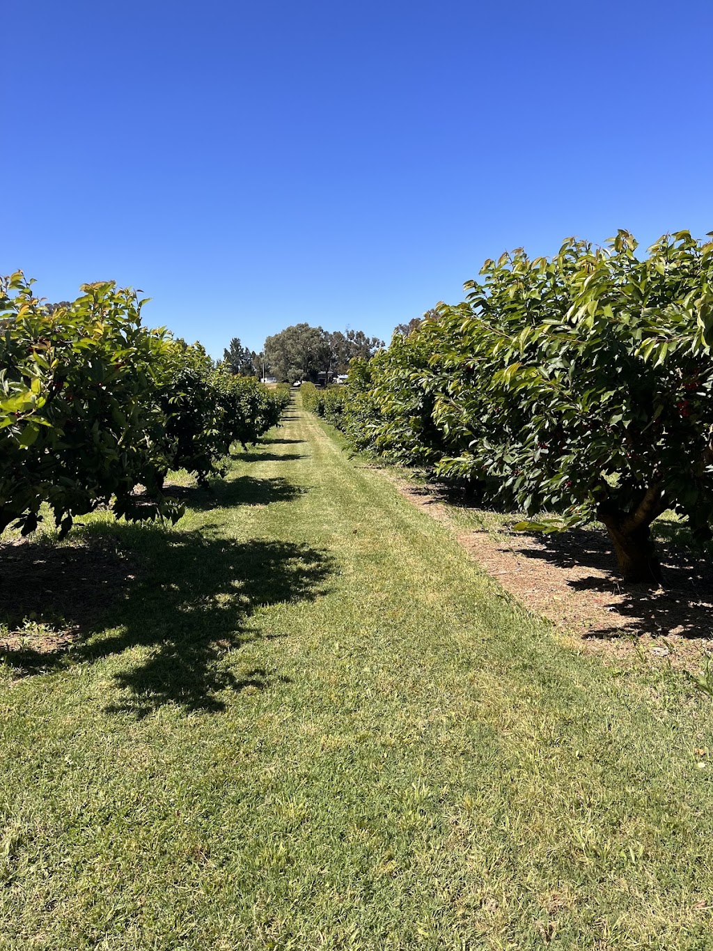 Top of the Hill Orchard |  | 976 Spring Creek Rd, Young NSW 2594, Australia | 0428534007 OR +61 428 534 007