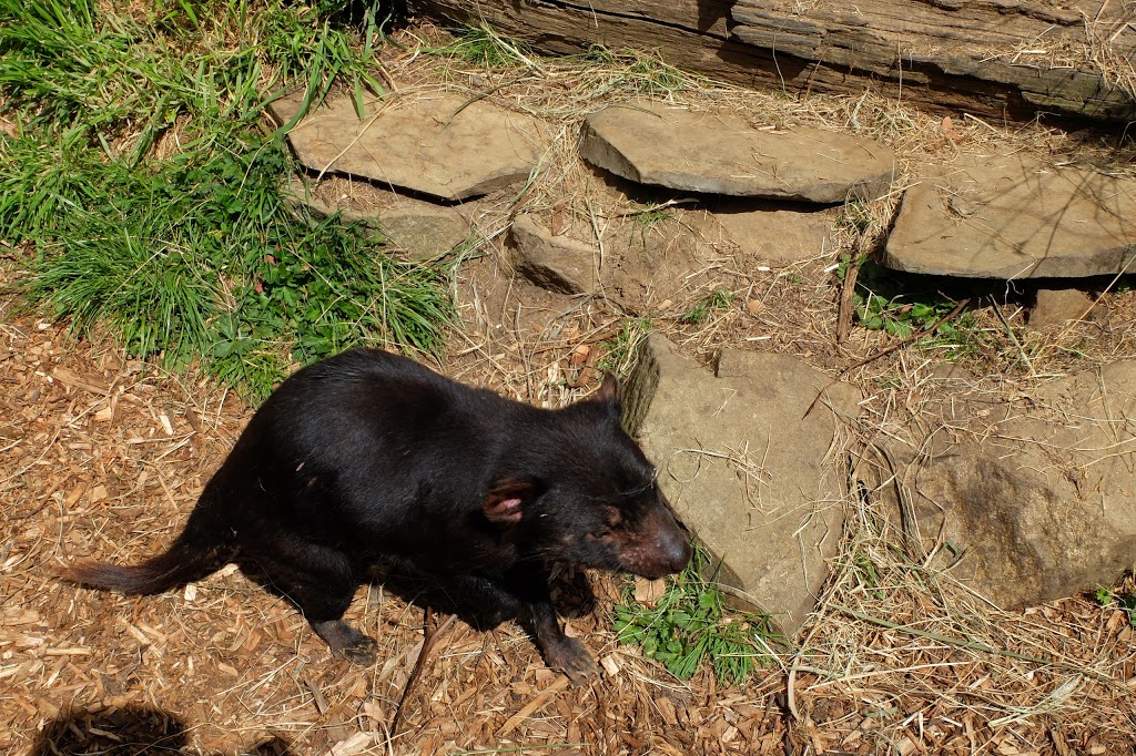 Tasmanian Devil Unzoo | zoo | 5990 Arthur Hwy, Taranna TAS 7180, Australia | 1800641641 OR +61 1800 641 641