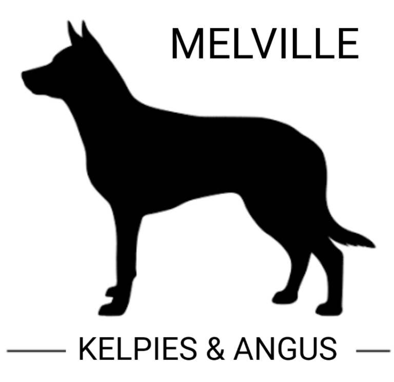Melville kelpies & Angus | 385 Bloomfield road, Yarrowitch NSW 2354, Australia | Phone: 0457 786 888