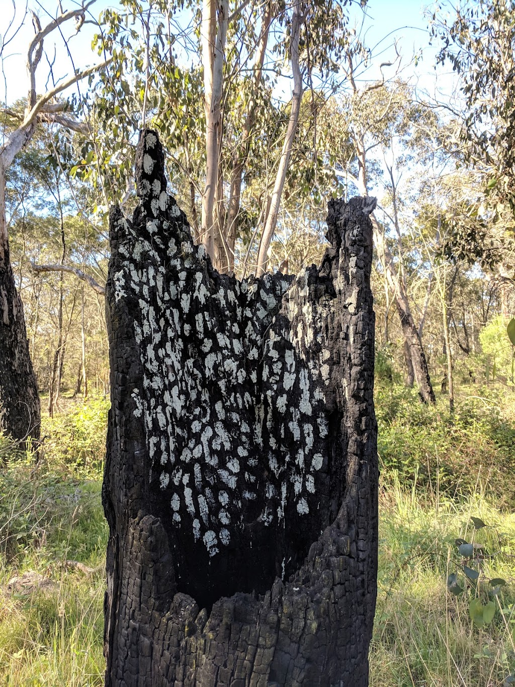 The Citizen Science Crew | Graydens Rd, Moorooduc VIC 3933, Australia | Phone: 0432 307 634