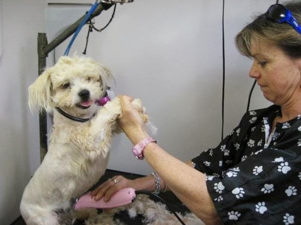 All Breeds Dog Grooming | 45 Sewell St, Yealering WA 6372, Australia | Phone: 0409 218 277