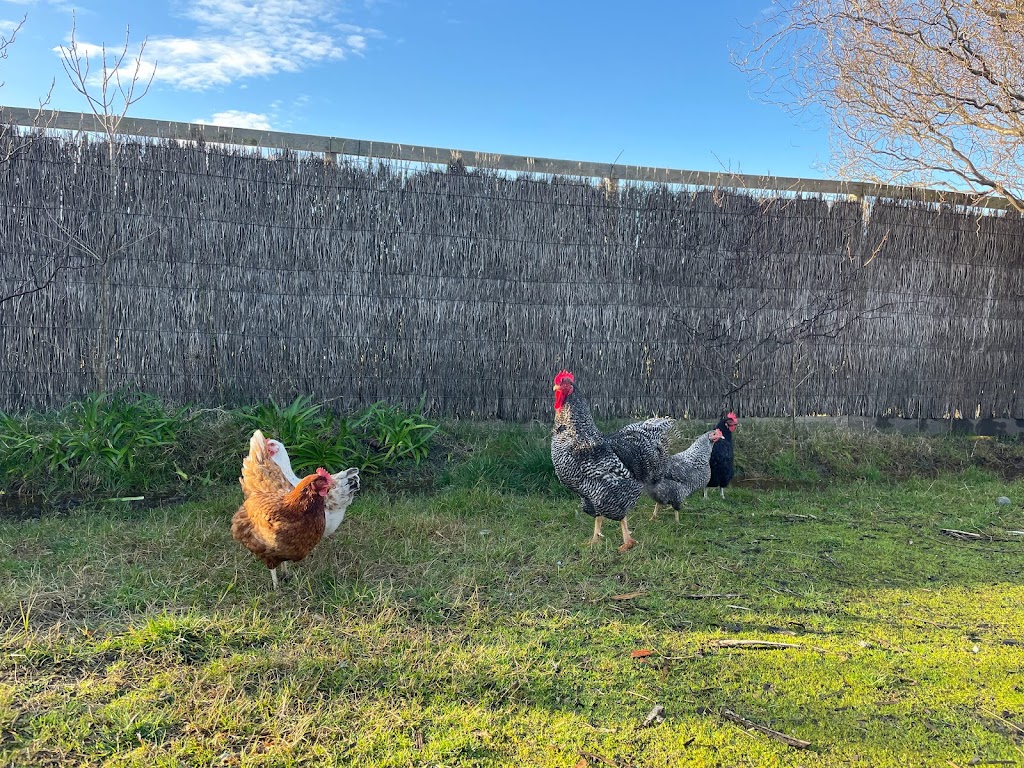 Growing Chickens | food | Campbells Rd, Clyde VIC 3978, Australia | 0420875633 OR +61 420 875 633