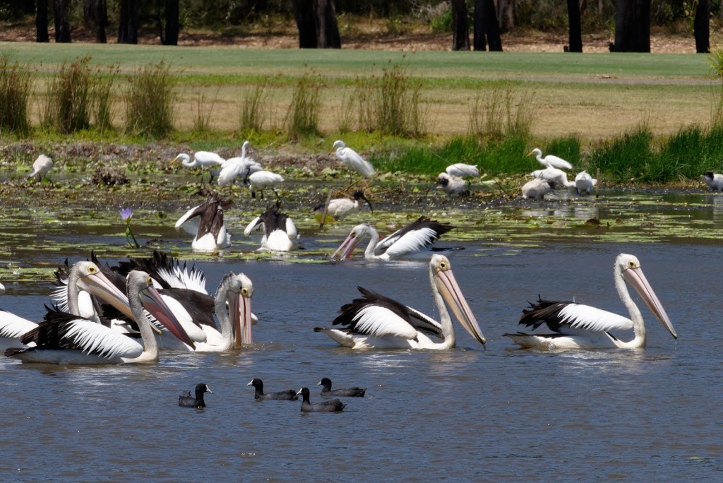 Gainsborough Greens Golf Course | 1 Halcyon Dr, Pimpama QLD 4209, Australia | Phone: (07) 5546 6003